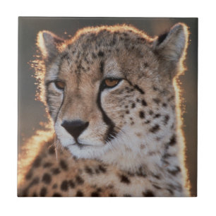 Carreau En Céramique Guépard regardant ailleurs