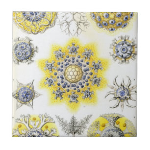 Carreau En Céramique Haeckel Polycyttaria