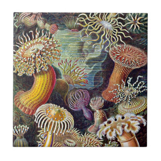 Carreau En Céramique Haeckel Sea Anemone Ocean Life Nature Art Peinture