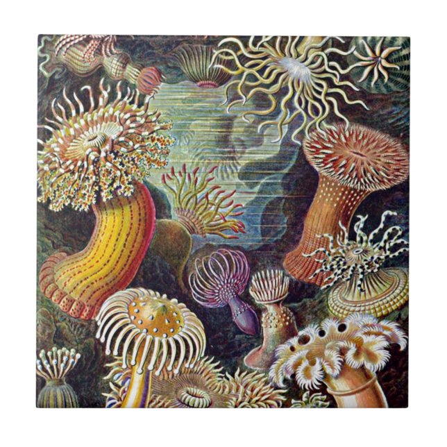 Carreau En Céramique Haeckel Sea Anemone Ocean Life Nature Art Peinture (Devant)