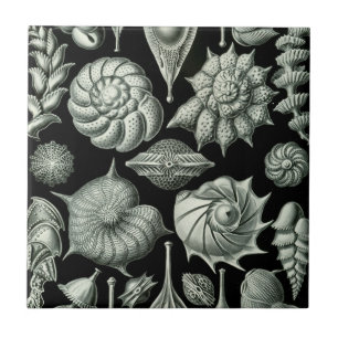 Carreau En Céramique Haeckel Thalamophora