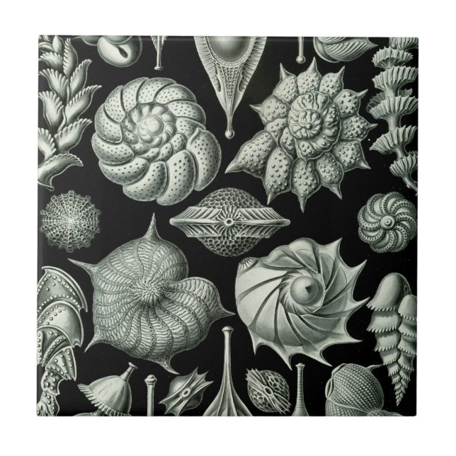 Carreau En Céramique Haeckel Thalamophora (Devant)