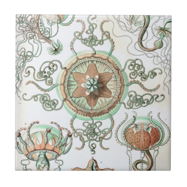 Carreau En Céramique Haeckel Trachomedusae (Devant)