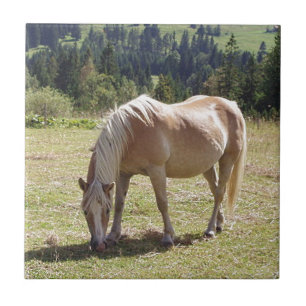 Carreau En Céramique Haflinger Palomino Pony en été Pony Photo