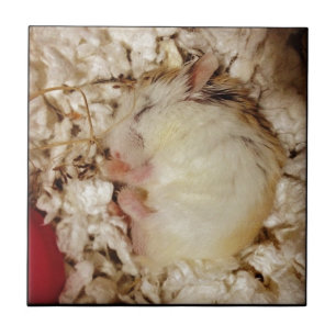 Carreau En Céramique Hamster de sommeil Roborovski