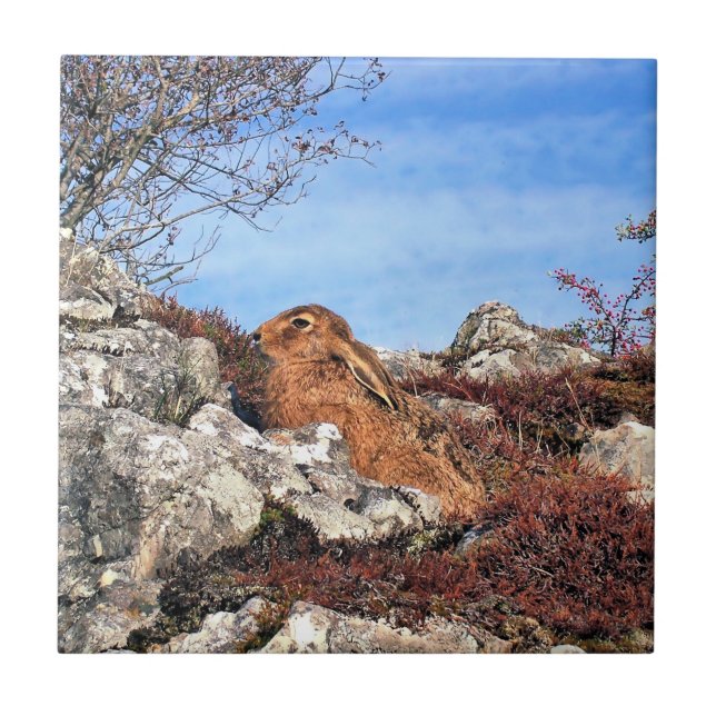 CARREAU EN CÉRAMIQUE HARE (Devant)