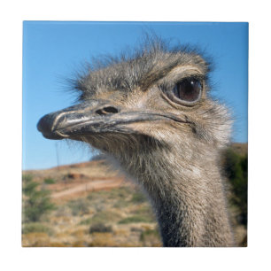 Carreau En Céramique Harry the Happy Ostrich
