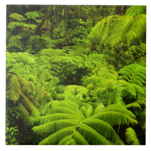 Carreau En Céramique Hawaï, Big Island, La végétation tropicale luxu