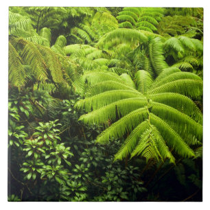 Carreau En Céramique Hawaï, Big Island, Une végétation tropicale luxuri