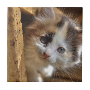 Carreau En Céramique Heterochromie Calico Kitten
