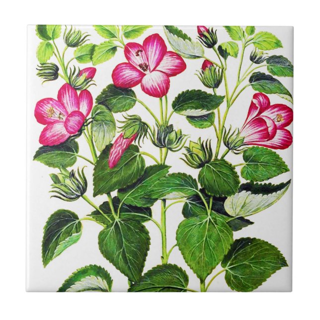 Carreau En Céramique Hibiscus italien rose, imprimé vintage (Devant)