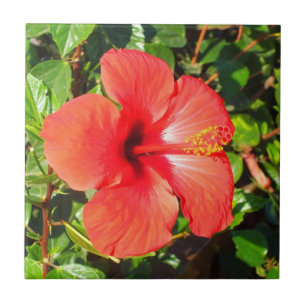 Carreau En Céramique Hibiscus rouge floral