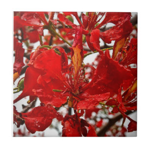 Carreau En Céramique Hibiscus rouge Florales Fleurs tropicales Nature