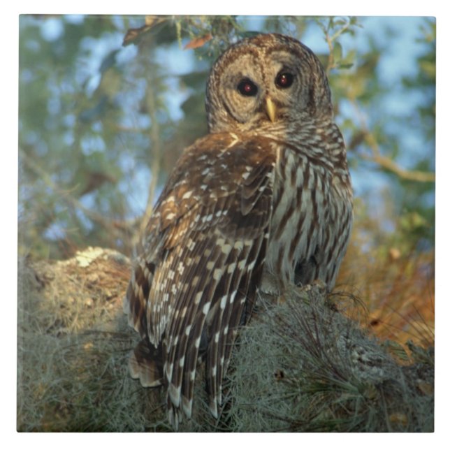 Carreau En Céramique Hibou barré perché dans de la mousse d'Espagne (Devant)