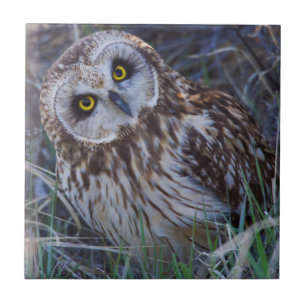 Carreau En Céramique Hibou des marais
