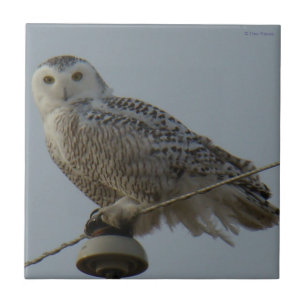 Carreau En Céramique Hibou des neiges B38