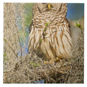 Carreau En Céramique Hibou moyen-duc (Strix varia) perché dans un cyprè