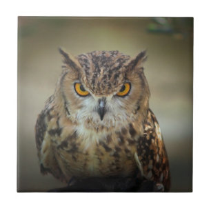 Carreau En Céramique Hibou observé par orange féroce