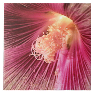 Carreau En Céramique Holly Hock dans le soleil du soir