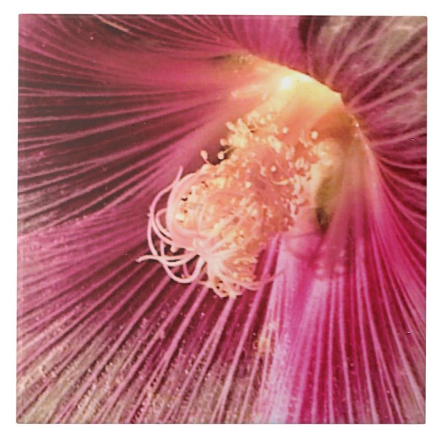 Carreau En Céramique Holly Hock dans le soleil du soir (Devant)