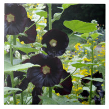 Hollyhocks noirs