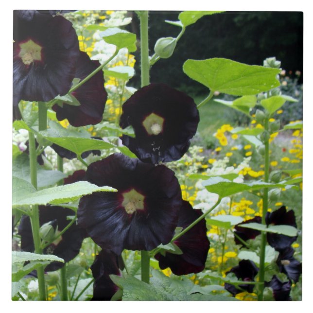 Carreau En Céramique Hollyhocks noirs (Devant)