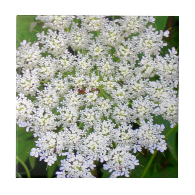 Carreau En Céramique Hortensia blanc de dentelle (Devant)