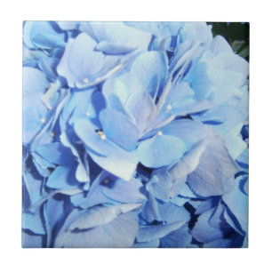 Carreau En Céramique Hortensia de bleu de poudre