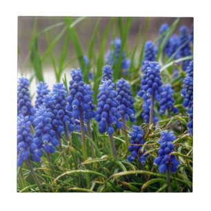 Carreau En Céramique Hyacinthe de raisin