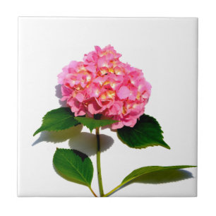 Carreau En Céramique Hydrangea rose fleur rose florale