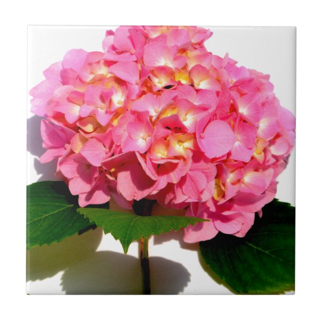 Carreau En Céramique Hydrangée rose rose fleur rose (Devant)