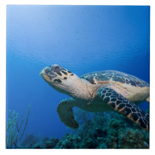 Carreau En Céramique Îles Caïmans, Little Cayman Island, Sous l'eau 2