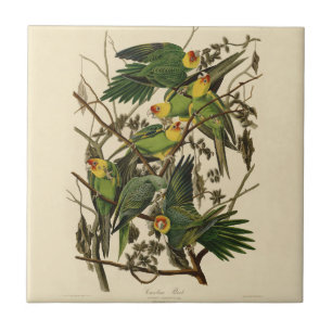 Carreau En Céramique Illustration Audubon Carolina Parrot Bird