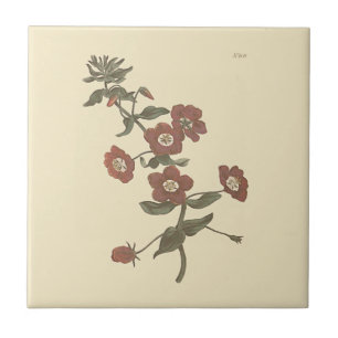 Carreau En Céramique Illustration botanique d'Anagallis arbustive
