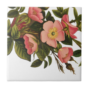 Carreau En Céramique Illustration d'art de rose antique vintage