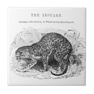 Carreau En Céramique Illustration de la faune du léopard vintage