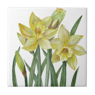 Carreau En Céramique Illustration de l'aquarelle Daffodils Flower Portr
