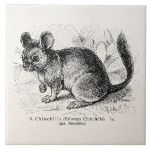 Carreau En Céramique Illustration vintage de chinchillas de chinchilla