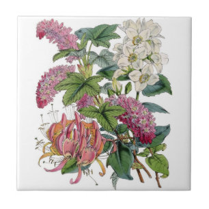 Carreau En Céramique Illustrations des plantes vintages