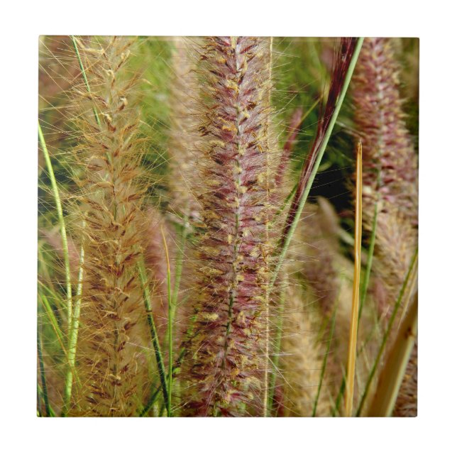 Carreau En Céramique Image de photographie d'herbe de vulpin macro (Devant)