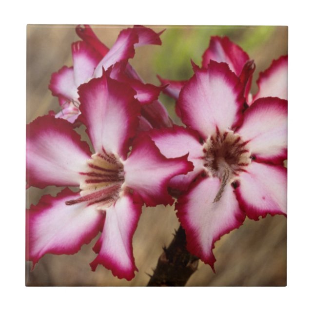 Carreau En Céramique Impala Lily (Adenium Multiflorum), Kruger (Devant)