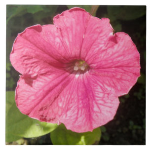 Carreau En Céramique Impatiens Carrelage rose foncé