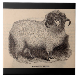 Carreau En Céramique Impression de mouton Highland du 19e siècle