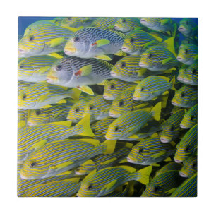 Carreau En Céramique Indonésie. Poisson scolaire