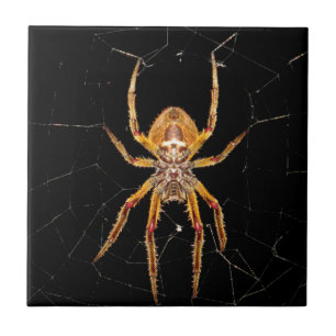 Carreau En Céramique insecte macro araignée colombie