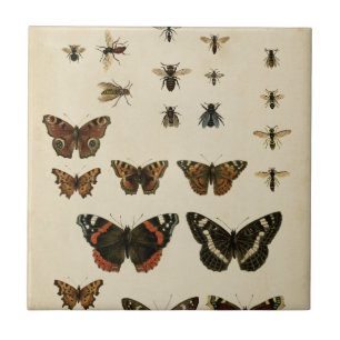 Carreau En Céramique Insectes de jardin par le studio de vision