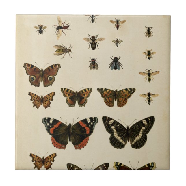 Carreau En Céramique Insectes de jardin par Vision Studio (Devant)