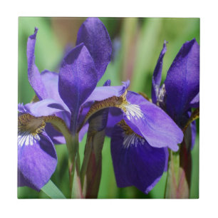 Carreau En Céramique Iris de floraison