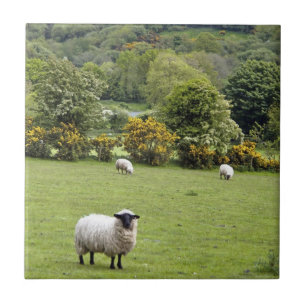 Carreau En Céramique Irlande de l'Ouest, péninsule de Dingle