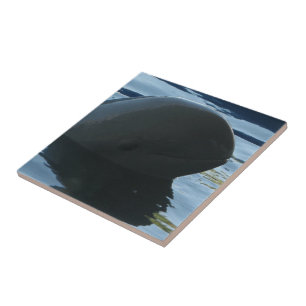 Carreau En Céramique Irrawaddy Dolphin Peek-A-Boo